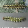 vanes cardui larva5 volg3